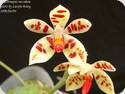 Phal. manii x mentawaiensis